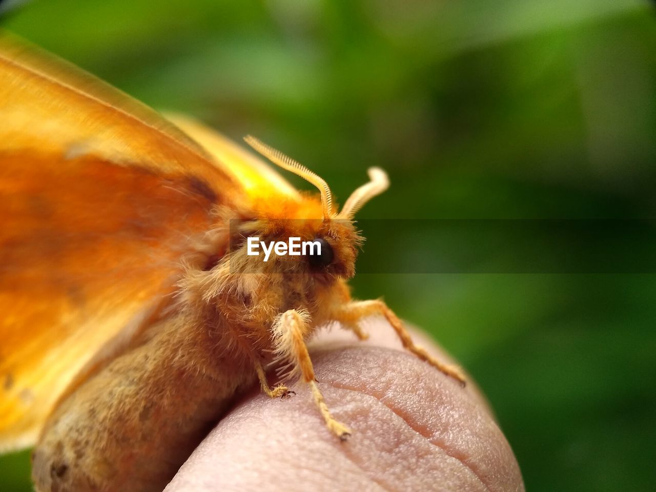 CLOSE-UP OF INSECT ON HUMAN HAND