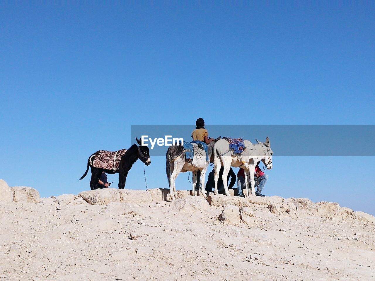 People with donkeys standing against clear blue sky