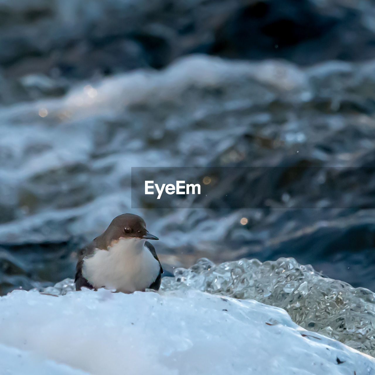 Bird in a sea