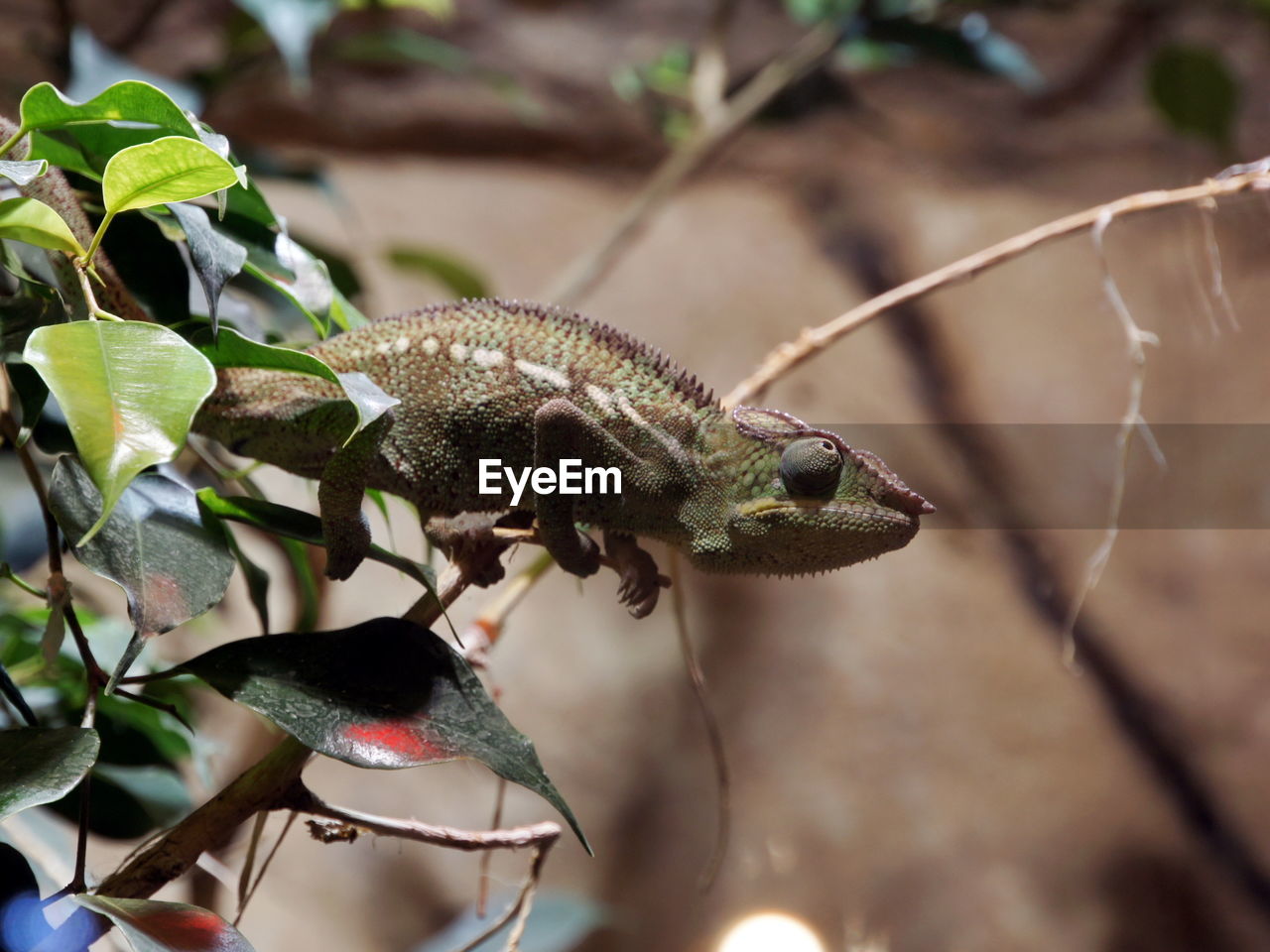 CLOSE-UP OF A LIZARD