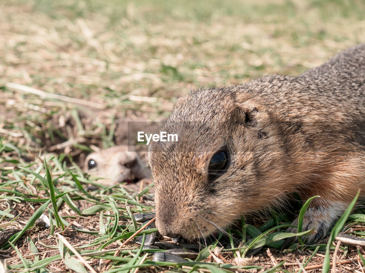 Gopher is eating sunflower seeds in a grassy meadow while another gopher is watching from its hole