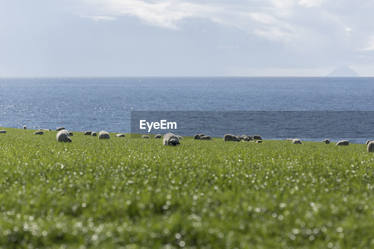 Sheep grazing on field by sea against sky