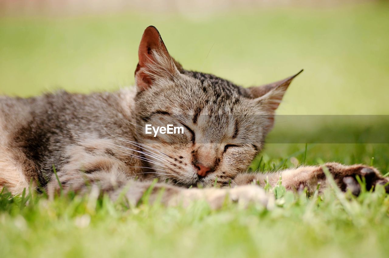 Close-up of cat sleeping on grass