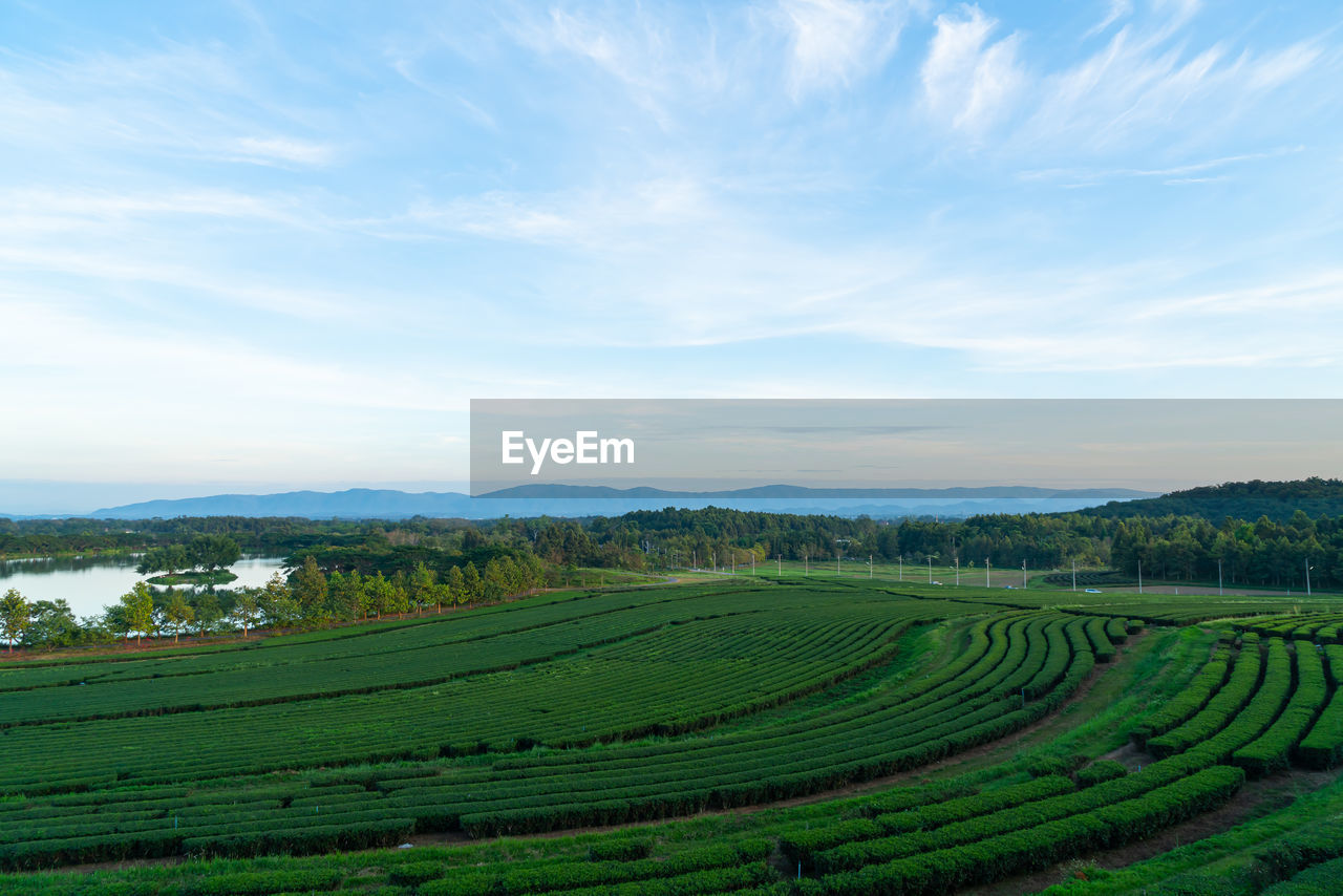 landscape, field, agriculture, environment, land, scenics - nature, rural scene, sky, grassland, plant, plain, crop, nature, farm, beauty in nature, growth, cloud, tranquility, rural area, tranquil scene, green, hill, no people, grass, plateau, food and drink, outdoors, day, tree, meadow, idyllic, soil, paddy field, prairie, food, travel, plantation, pasture, horizon