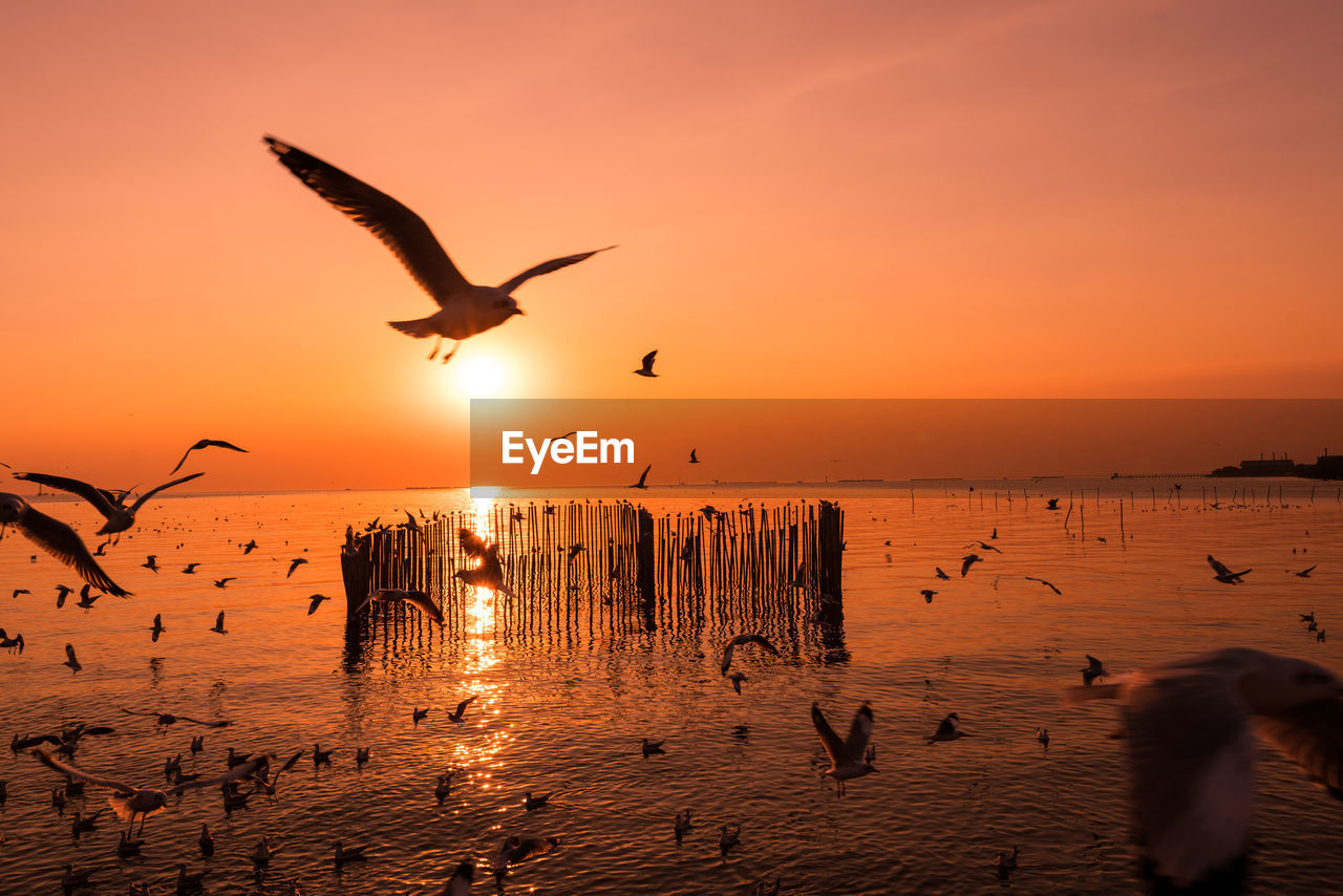 SILHOUETTE BIRDS FLYING AGAINST ORANGE SKY