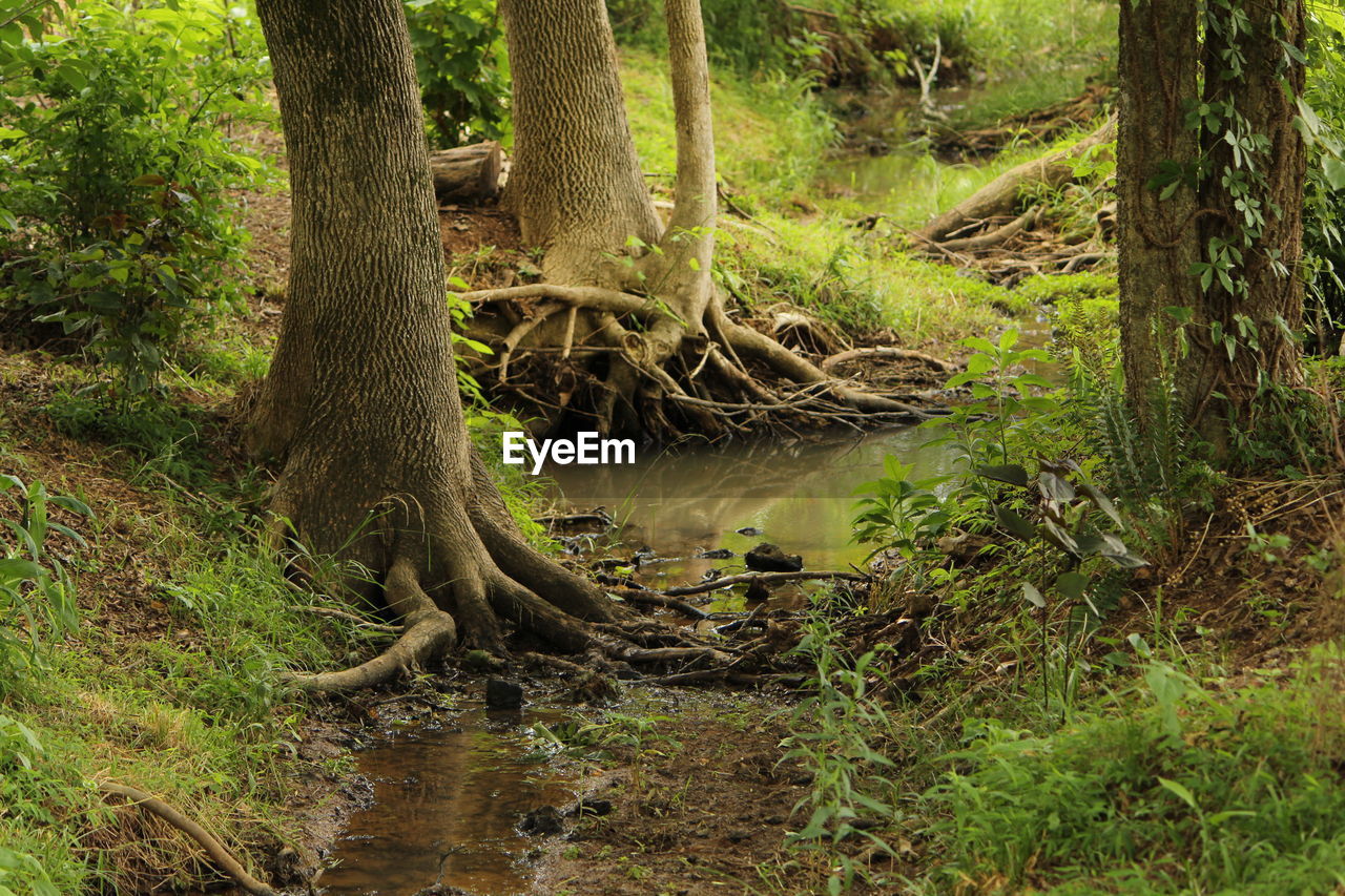 Trees in forest