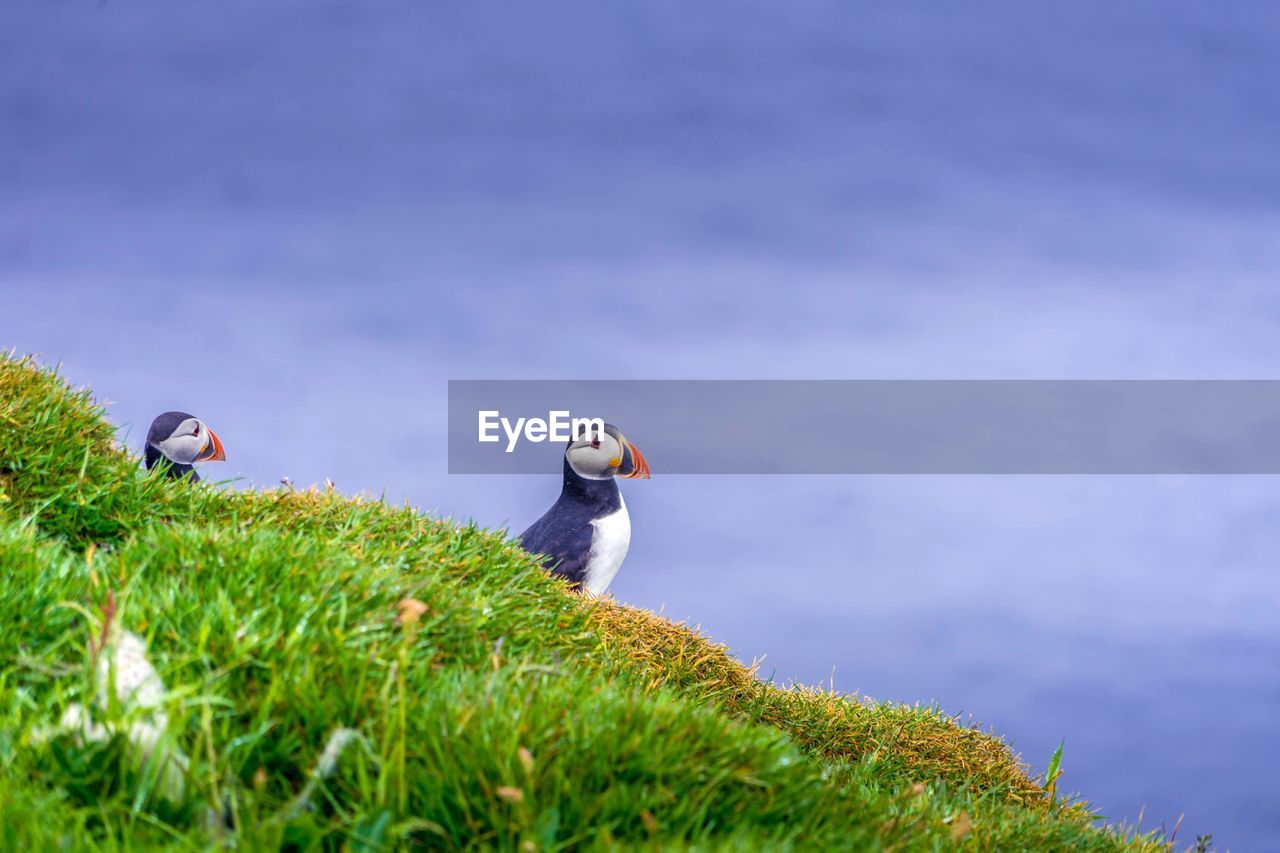 Bird perching on a cliff