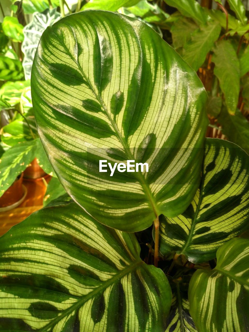 HIGH ANGLE VIEW OF LEAVES