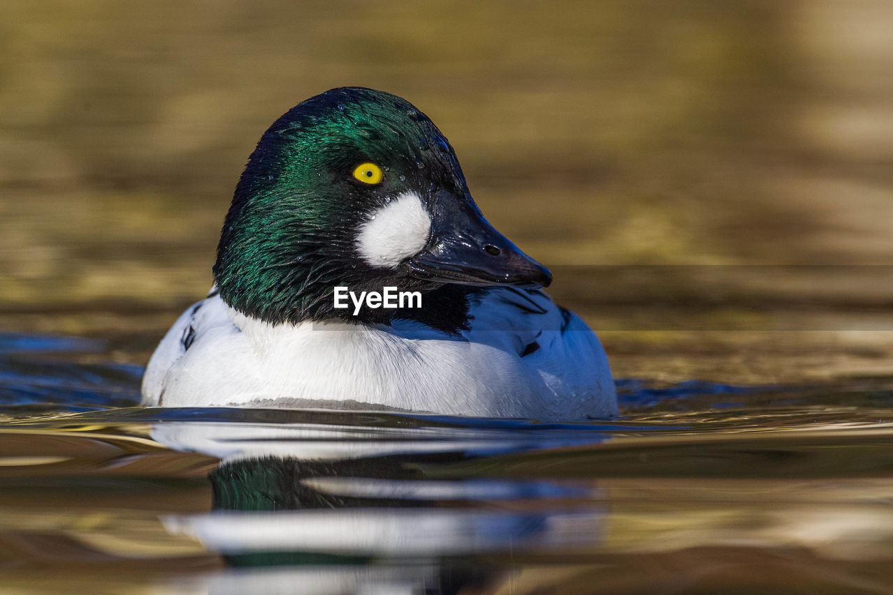 CLOSE-UP OF A DUCK IN LAKE