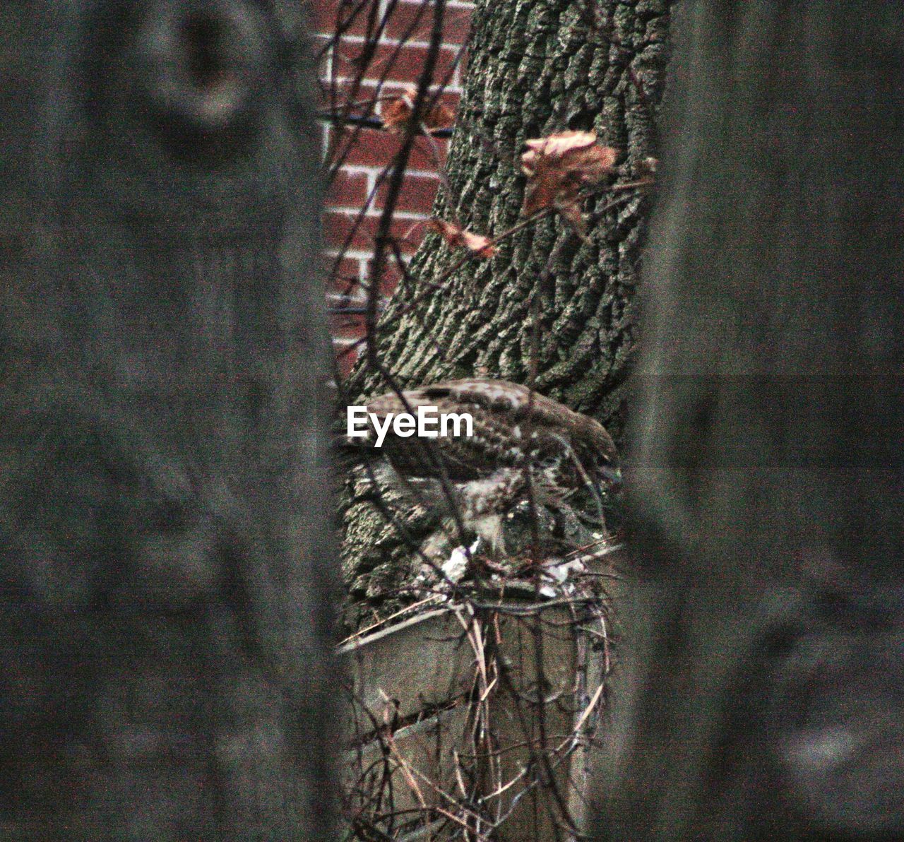 CLOSE-UP OF DEAD PLANT ON TREE TRUNK