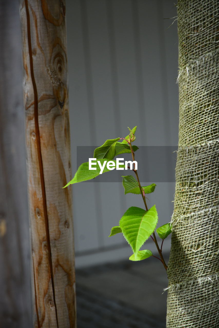 CLOSE-UP OF INSECT ON PLANT AGAINST TREE TRUNK