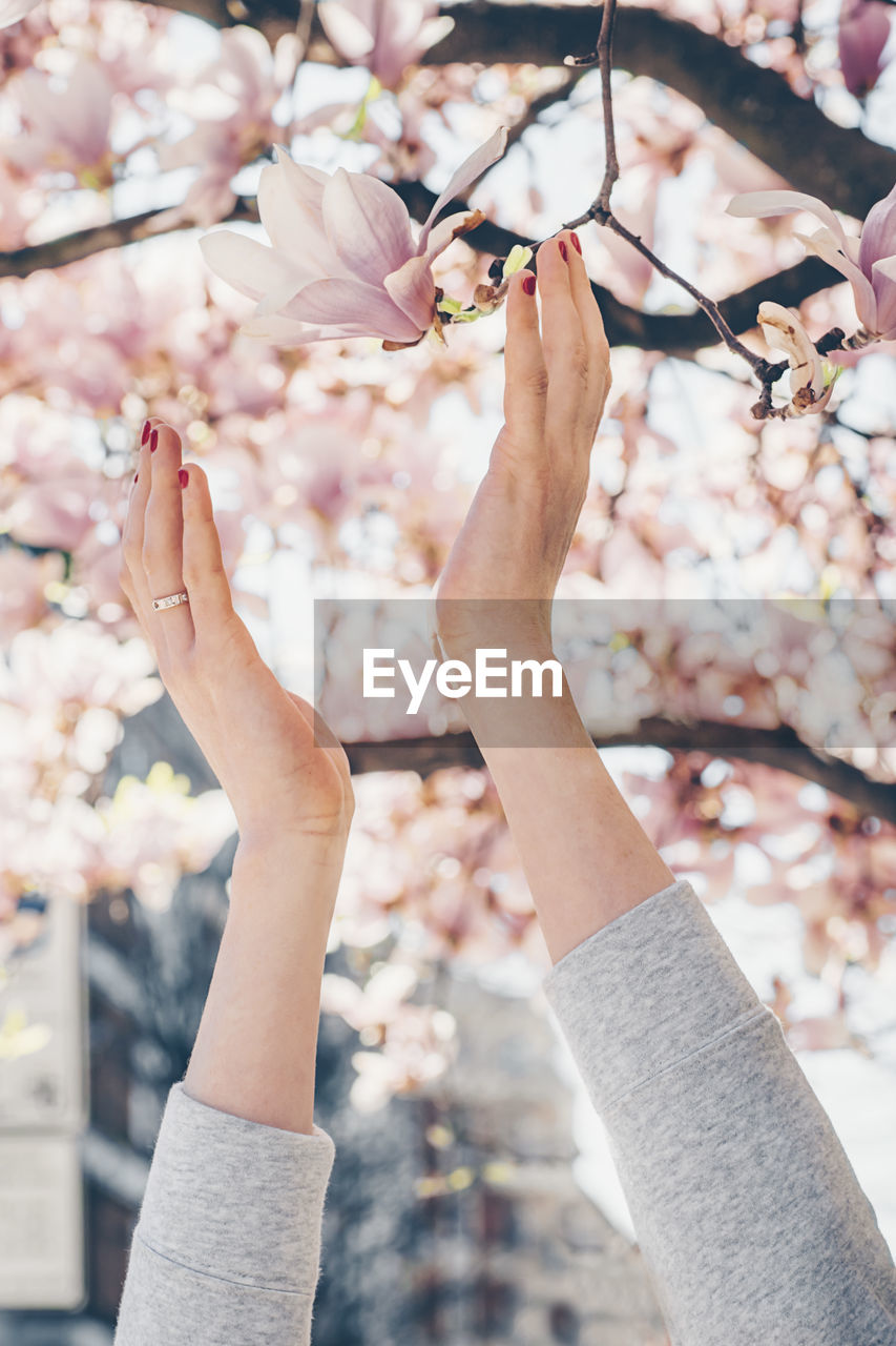 Cropped hands of woman reaching cherry tree