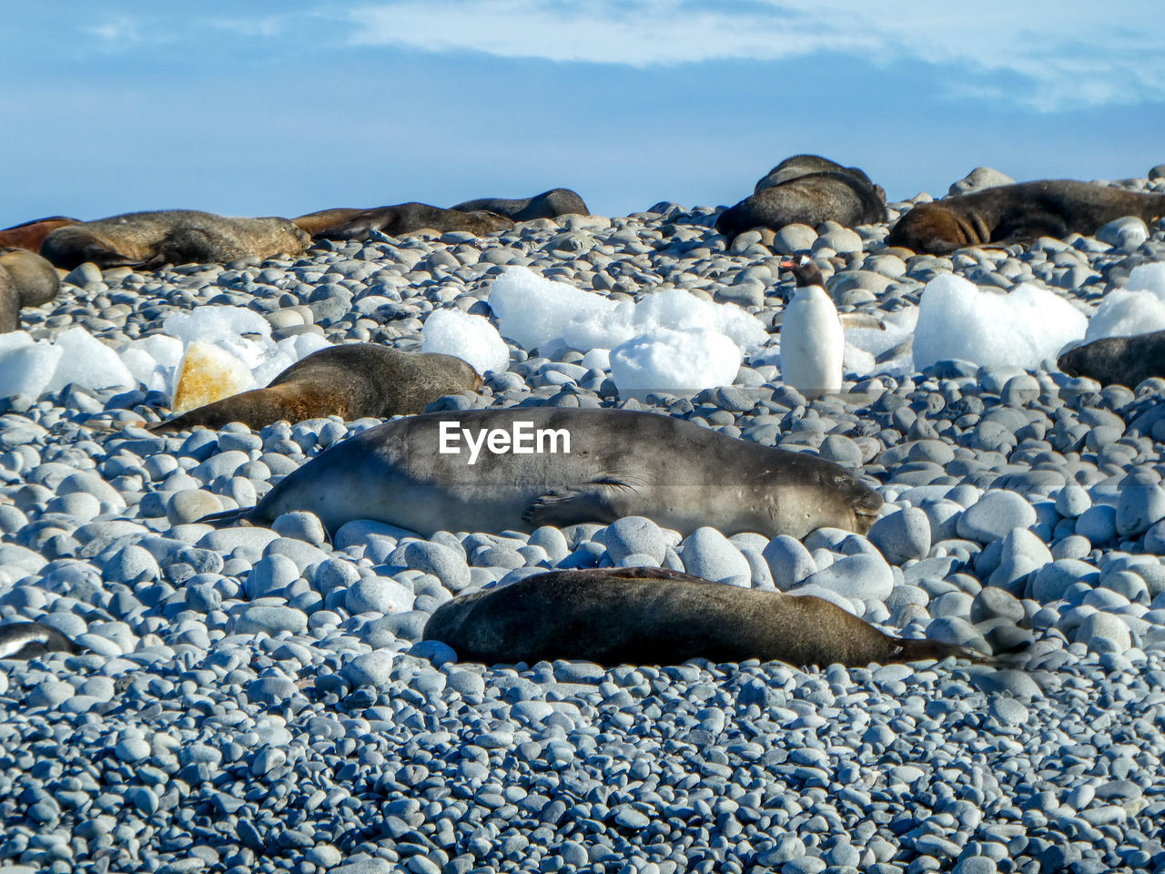 Elephant seal, sealions and penguin on rocky beach in antarctica