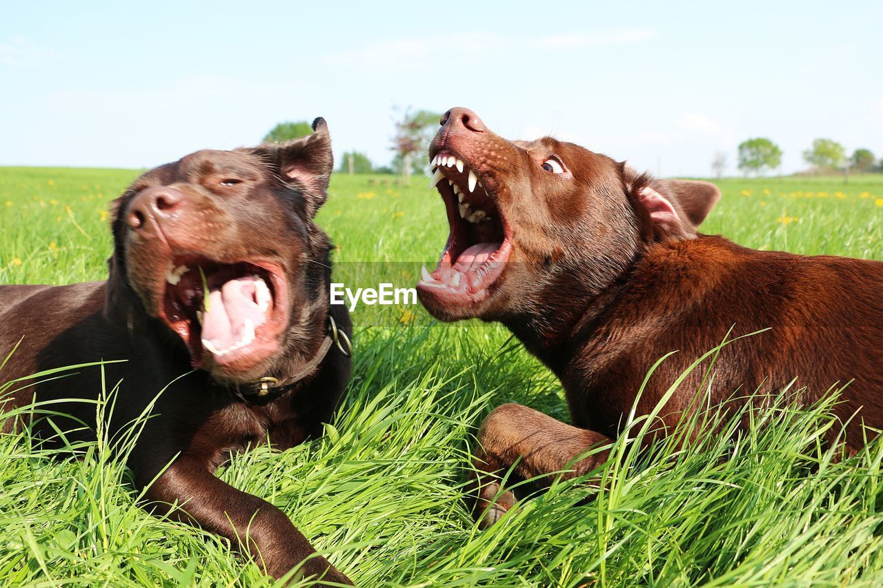 TWO DOGS ON A FIELD