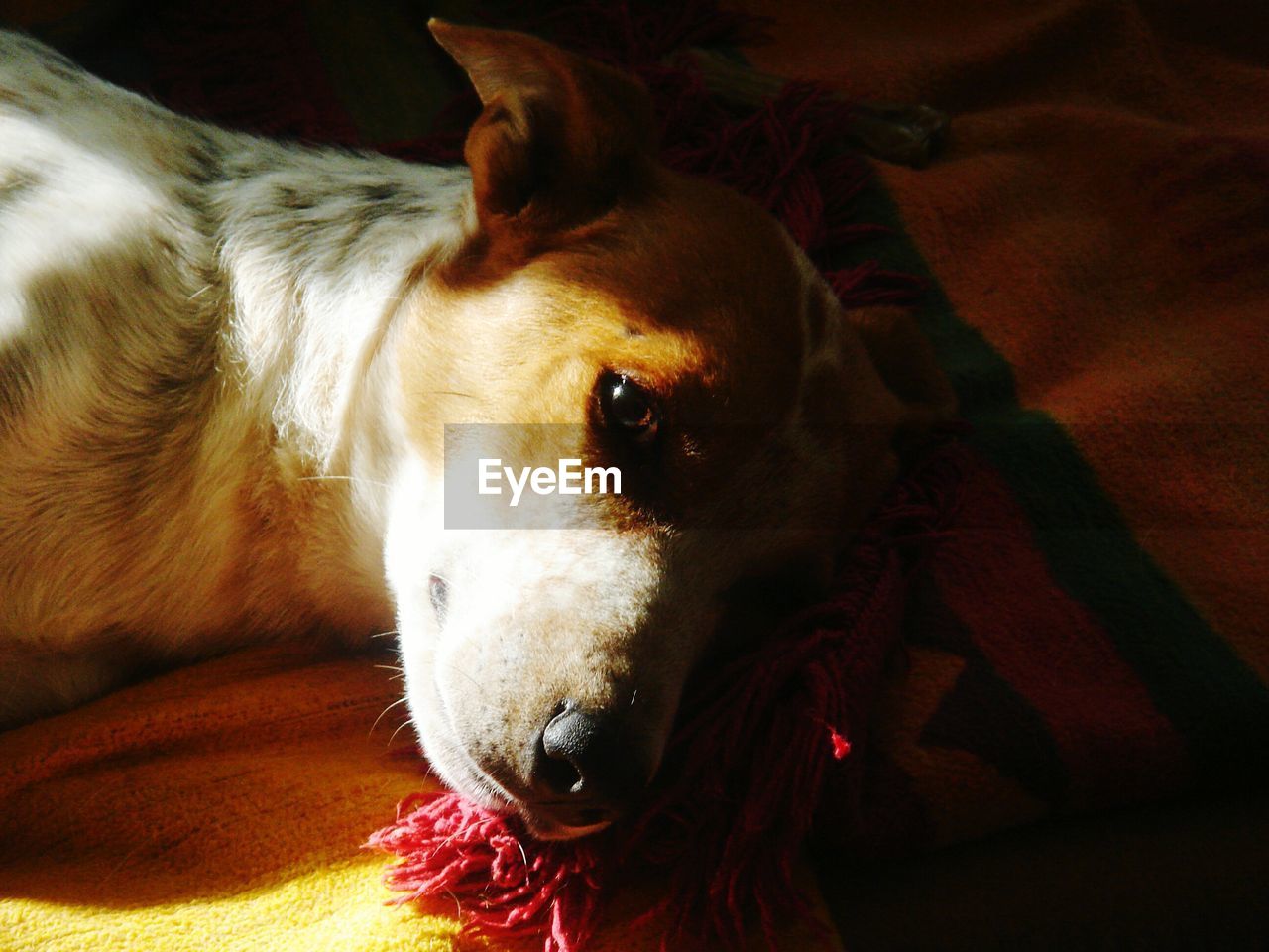 Close-up of dog resting on bed
