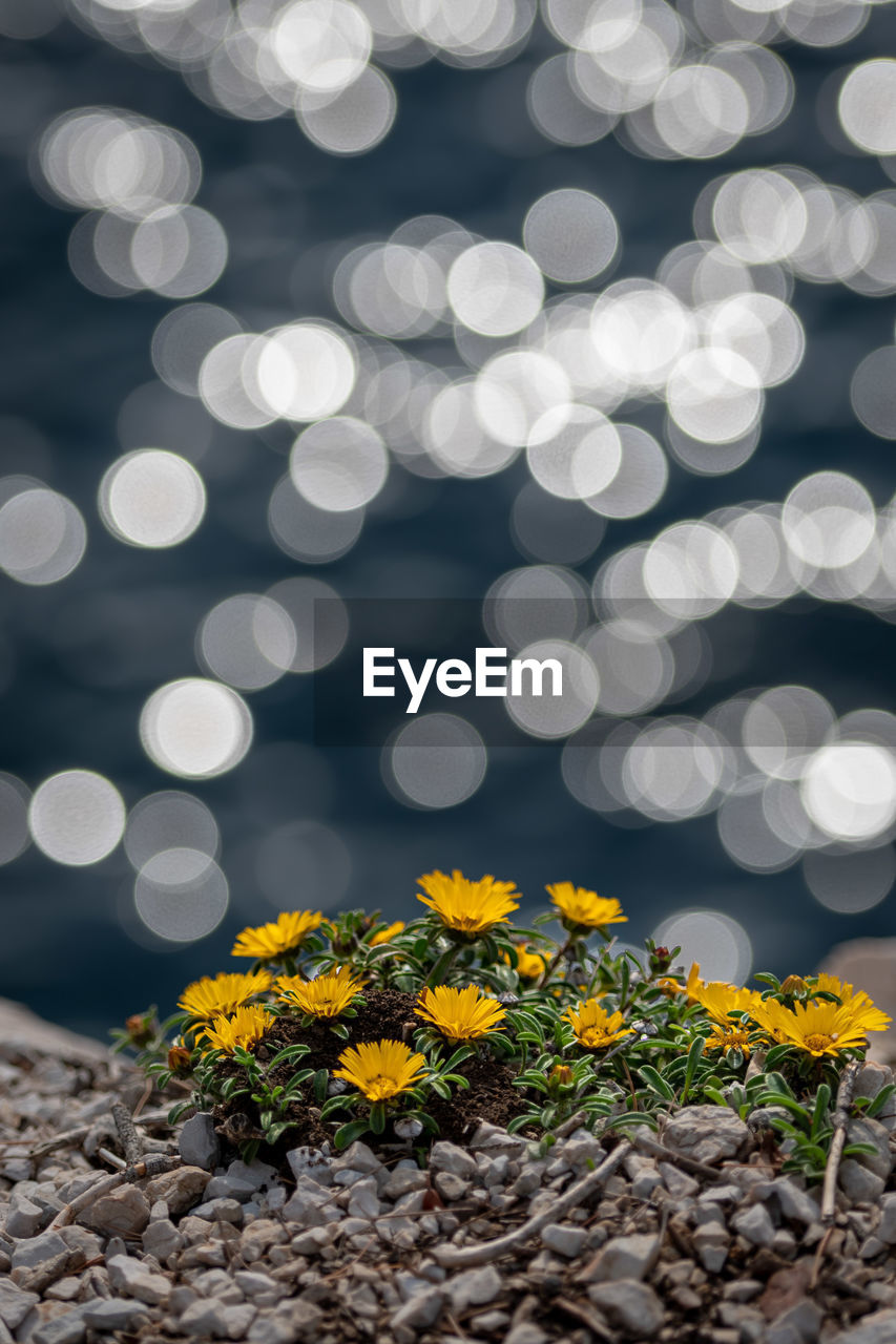 Close-up of yellow flowering plants