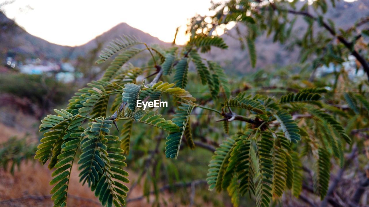 Close-up of plants growing on field