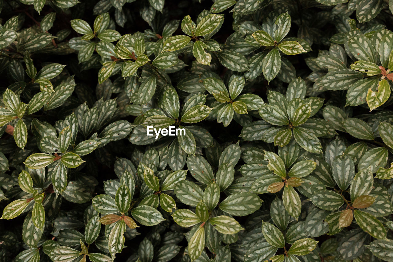 CLOSE-UP OF PLANTS