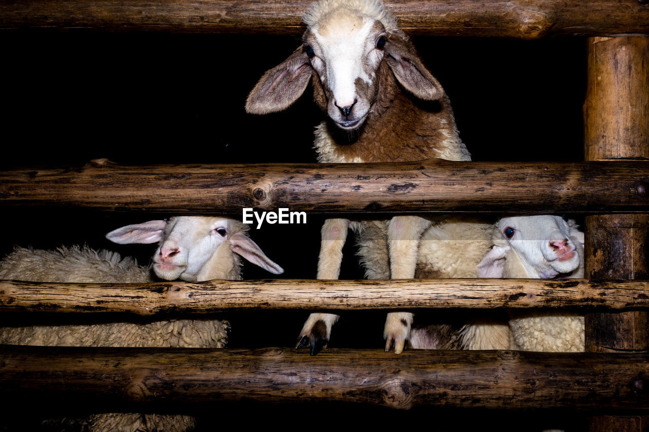 Close-up of sheep by wooded fence