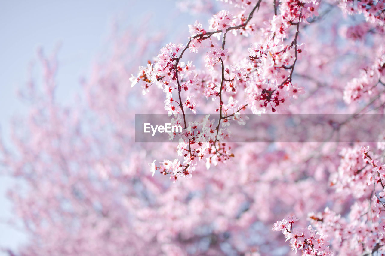 Close-up of pink cherry blossom