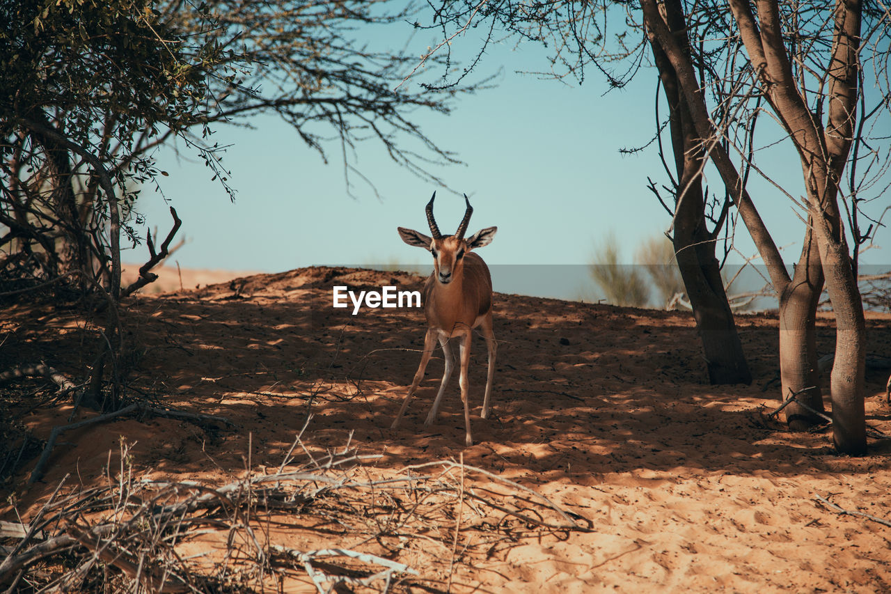 Deer standing in a field