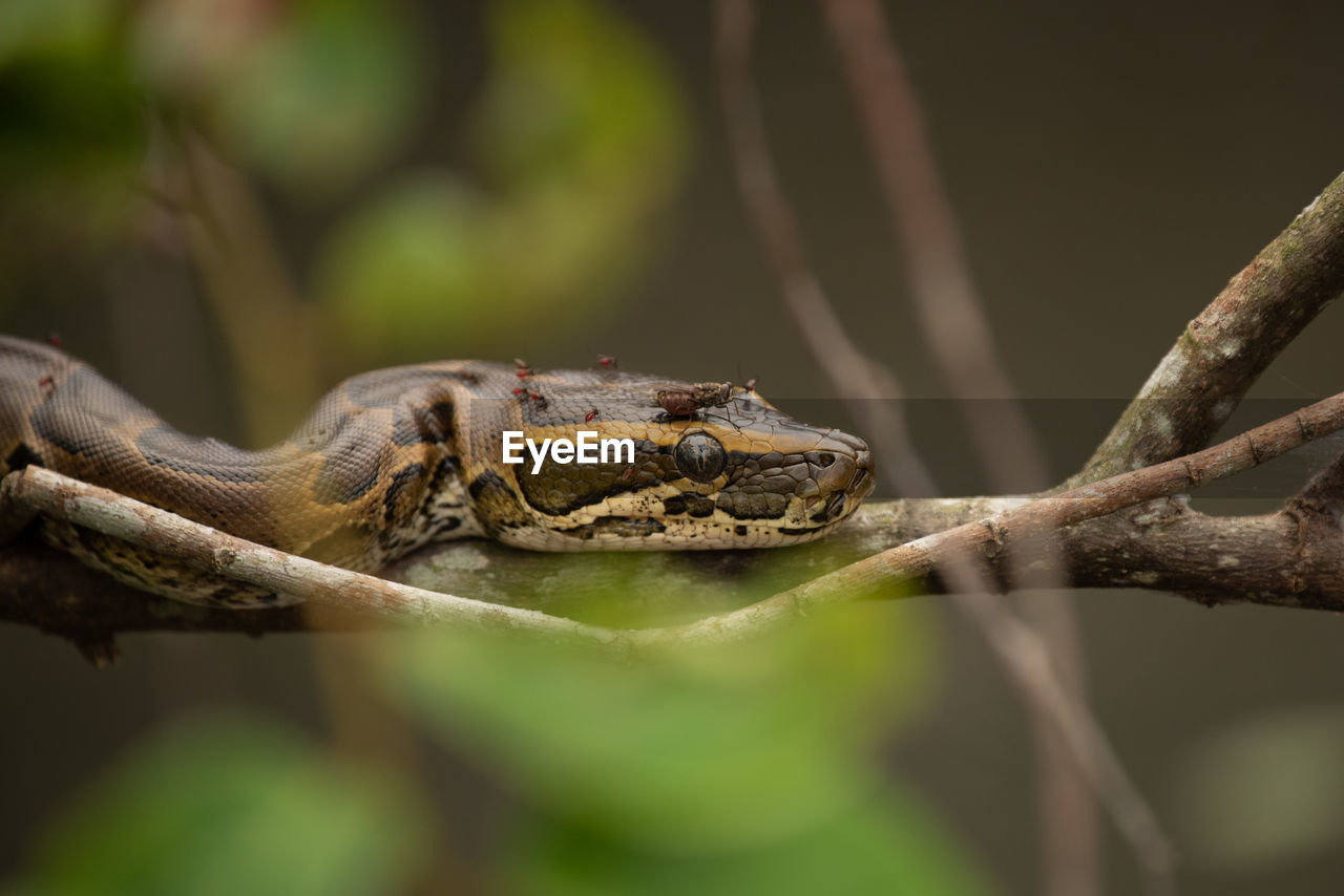 African rock python juvenile in the jungles of loango national park, gabon