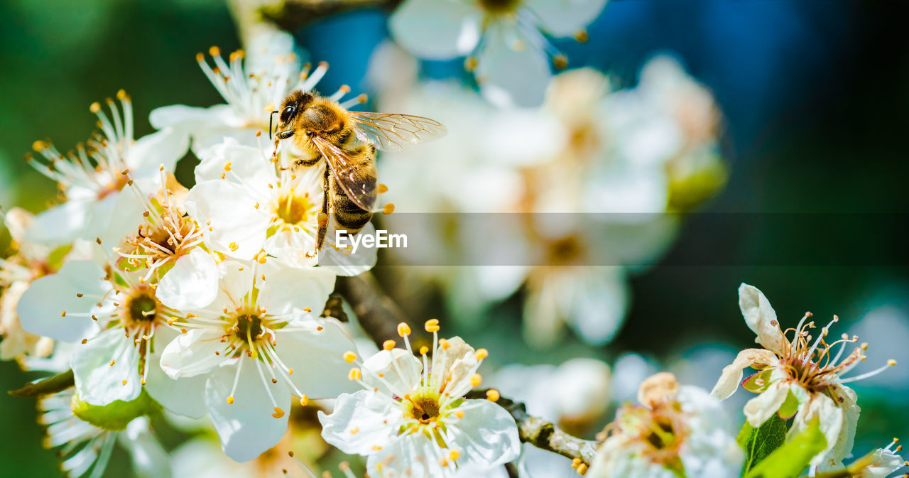 Close-up of bee pollinating on flower