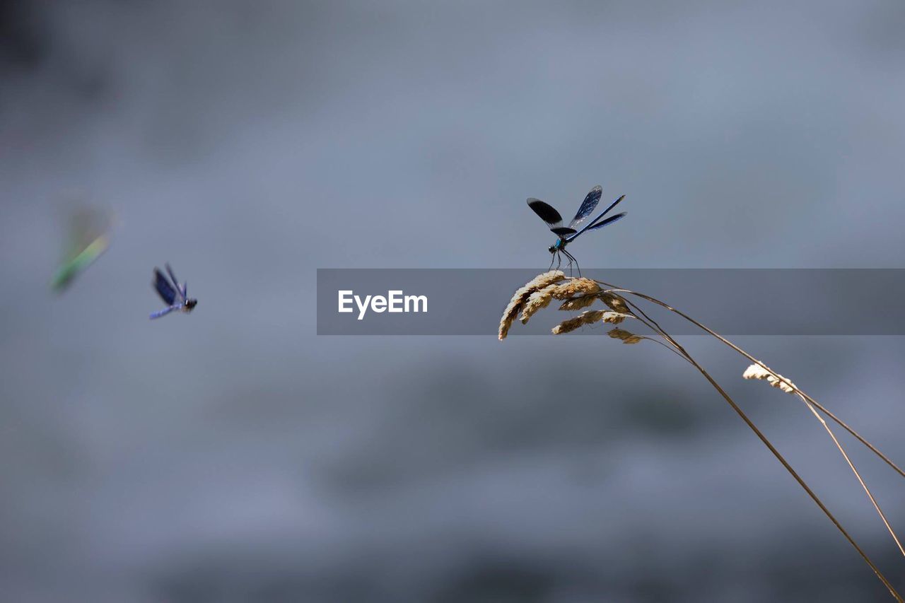 CLOSE-UP OF SPARROW FLYING AGAINST SKY