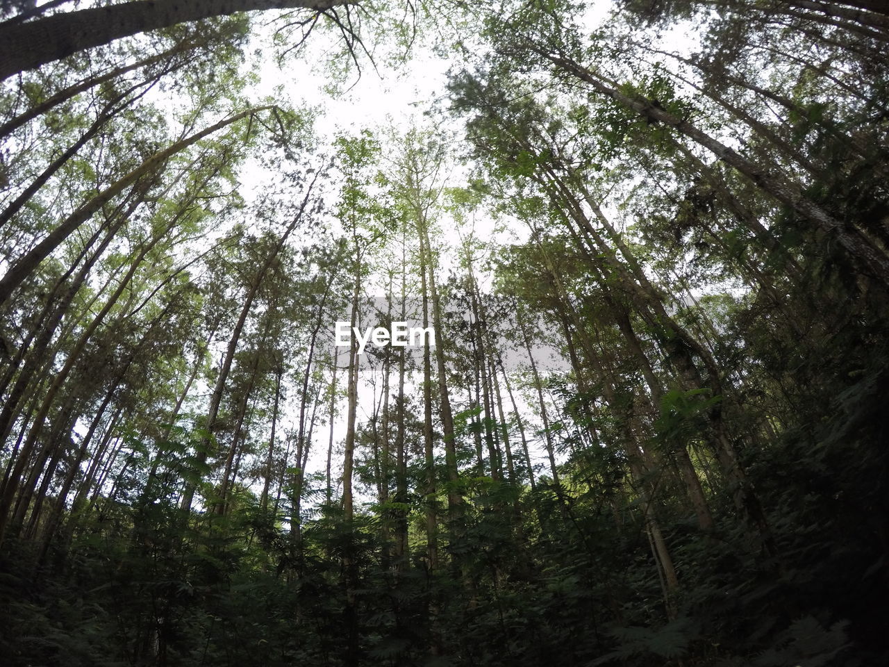 LOW ANGLE VIEW OF PINE TREES IN FOREST