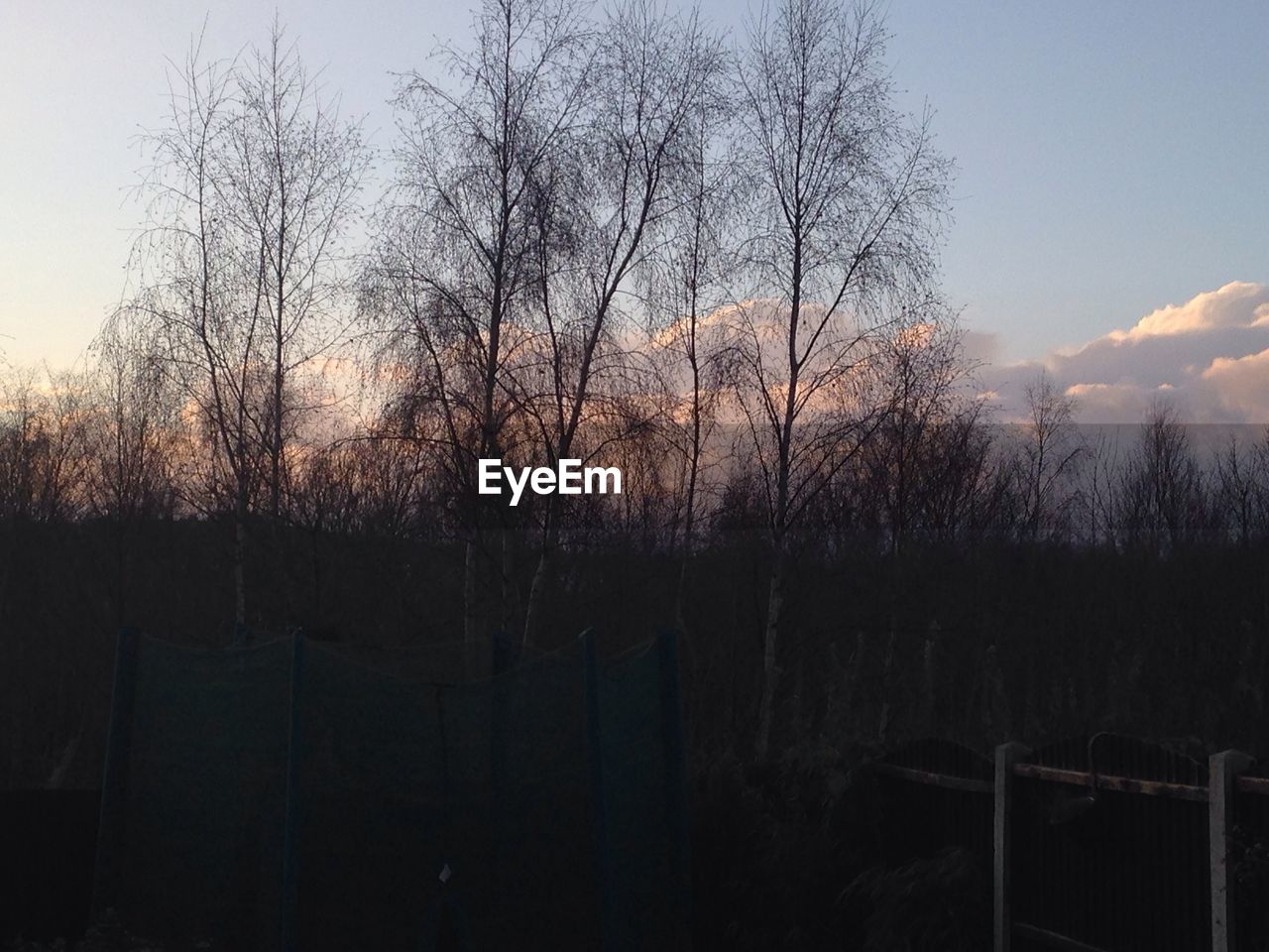 BARE TREES AGAINST THE SKY