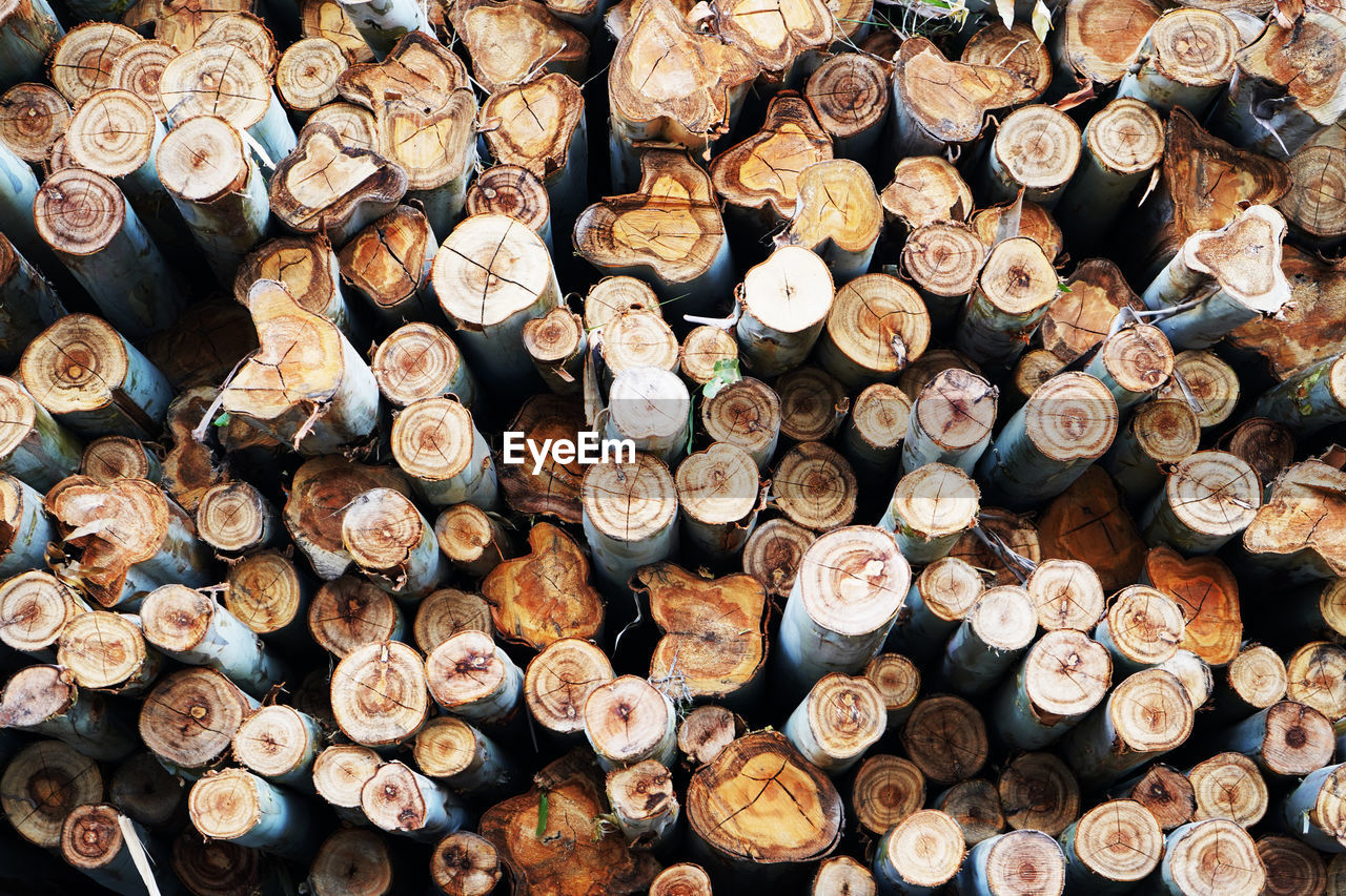 STACK OF LOGS IN FOREST