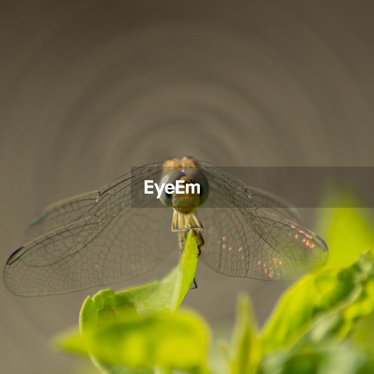 Close-up of dragonfly on plant