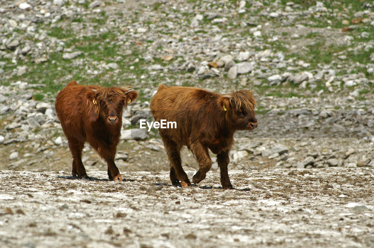 Highland cattle calves walking on field