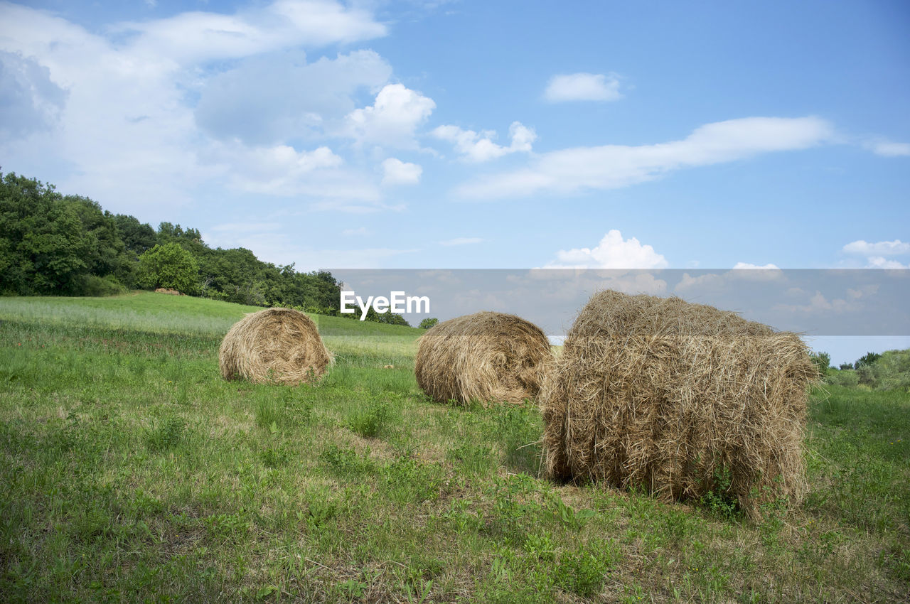 Hay and straw packs wrapped in a net