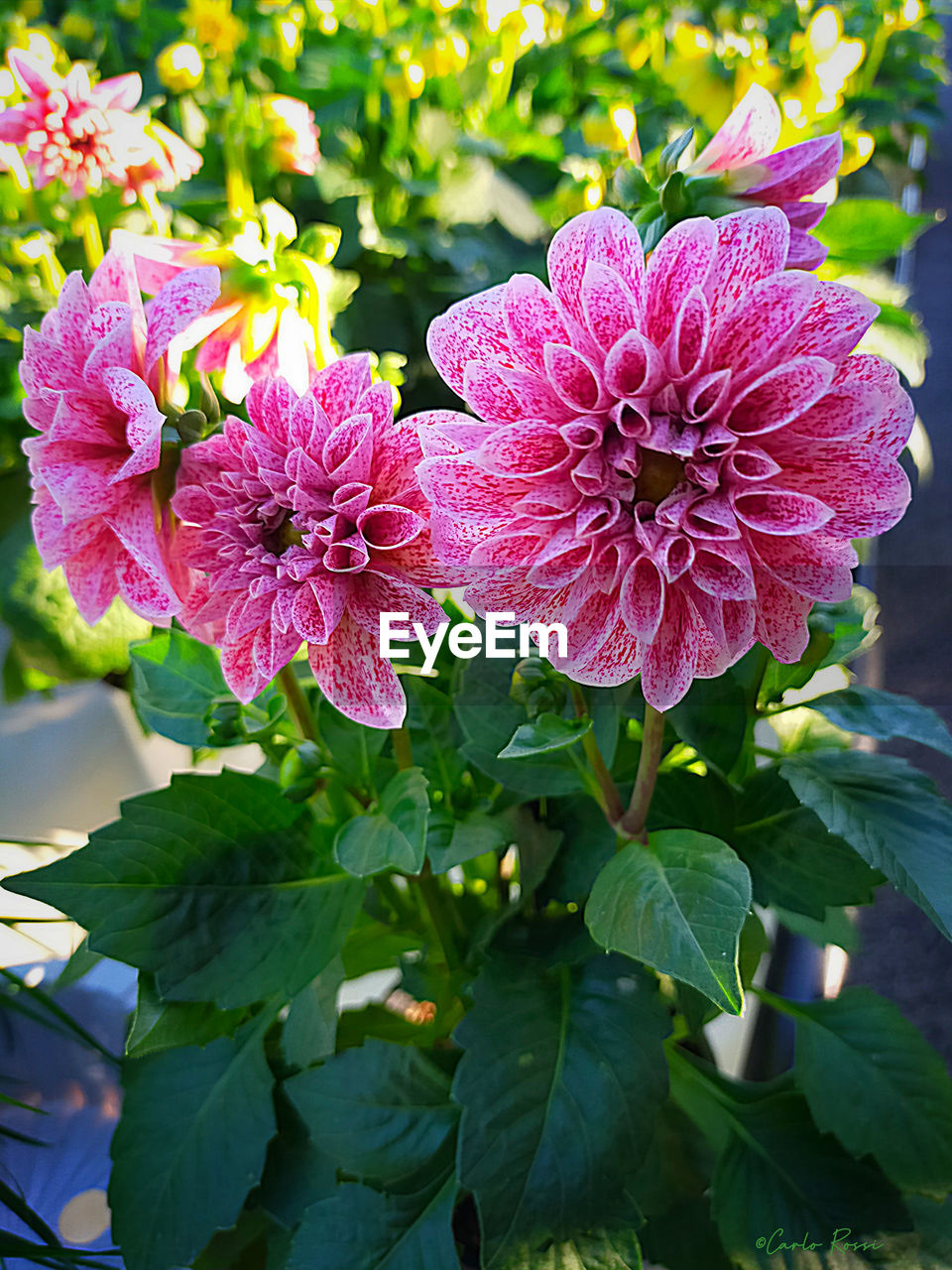 flower, flowering plant, plant, freshness, beauty in nature, plant part, leaf, nature, pink, close-up, fragility, flower head, growth, inflorescence, petal, no people, green, outdoors, day, blossom, springtime, focus on foreground, botany, summer