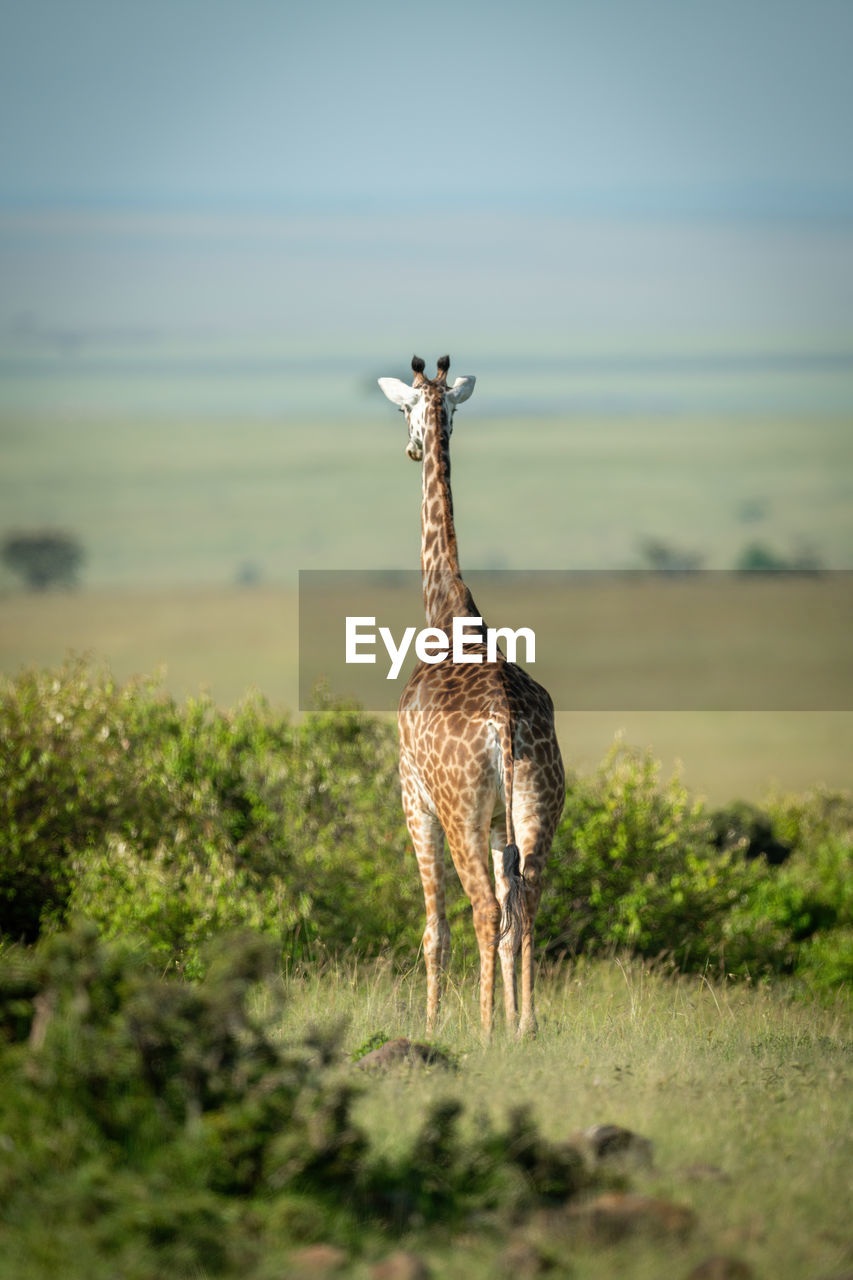 Masai giraffe stands facing away among bushes