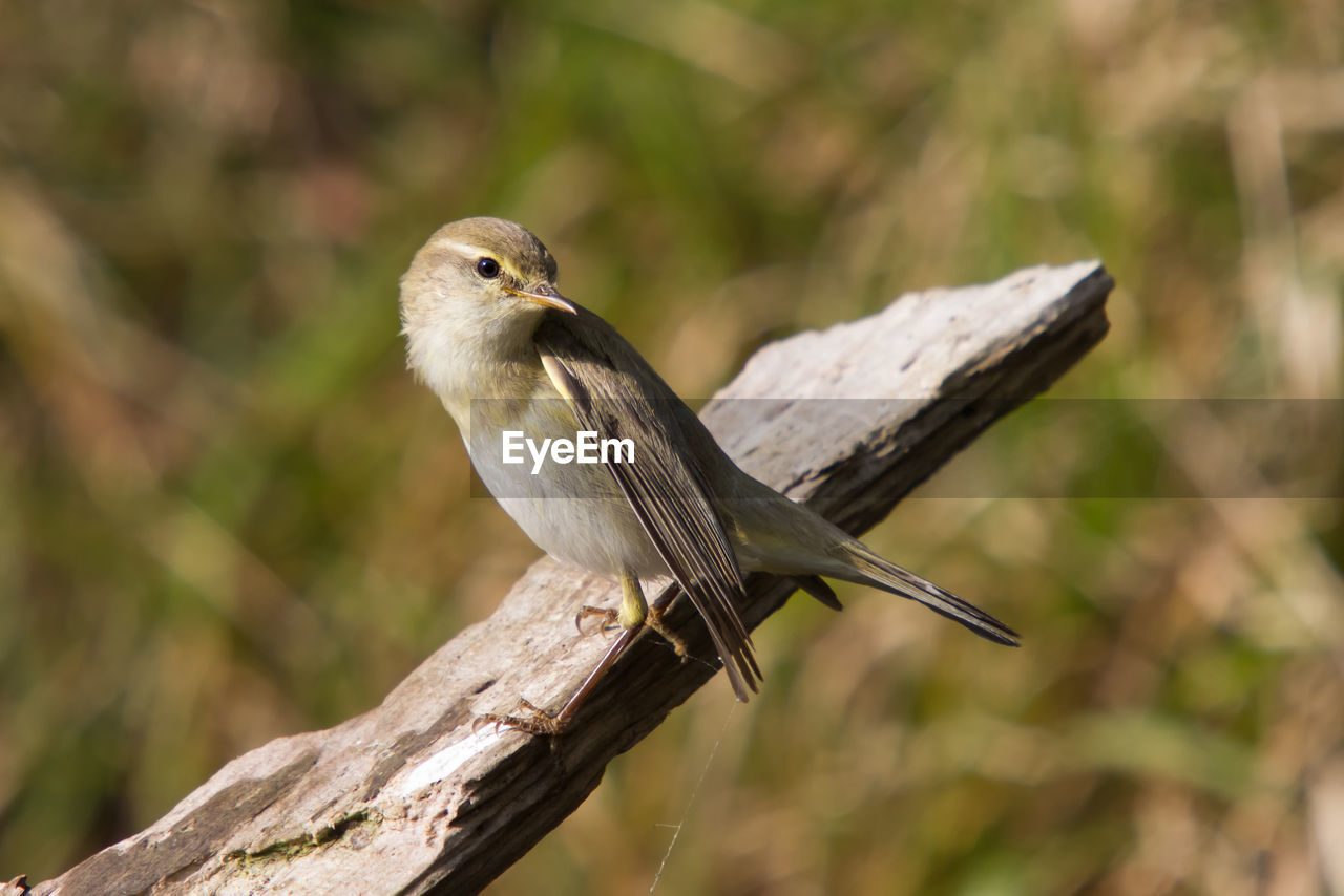 Willow warbler in clearing sitting on a branch