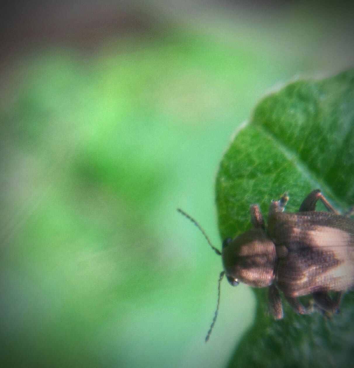 INSECT ON LEAF