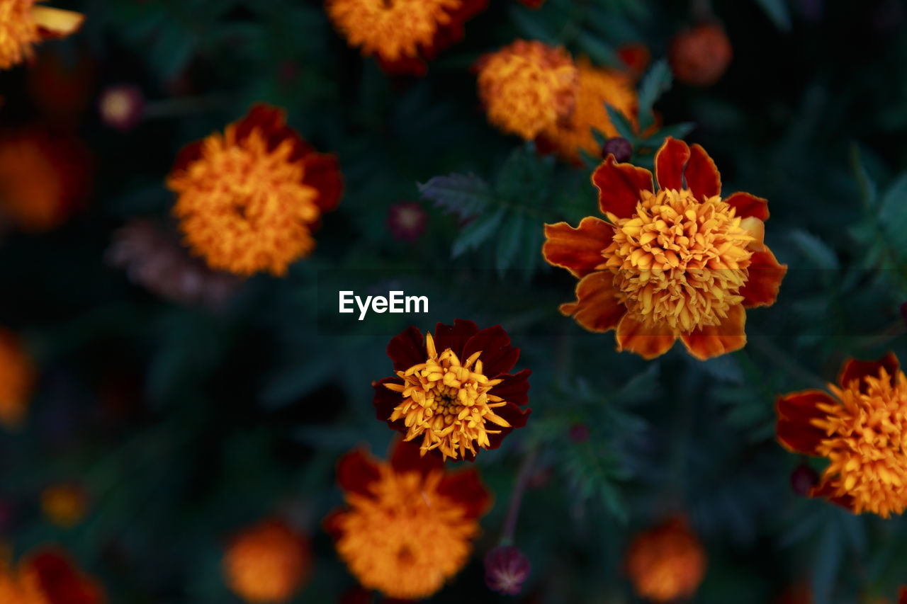 Close-up of red flowers blooming outdoors