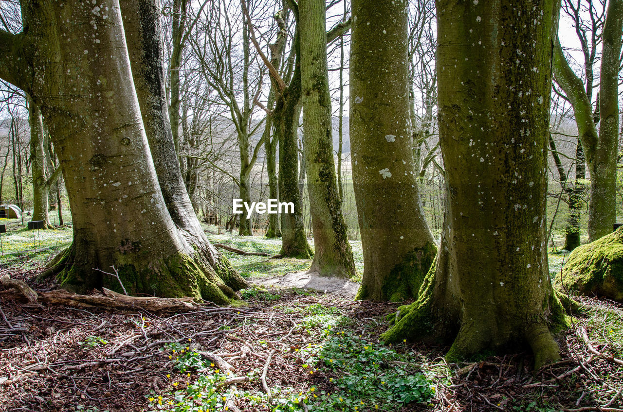 SCENIC VIEW OF TREES IN FOREST