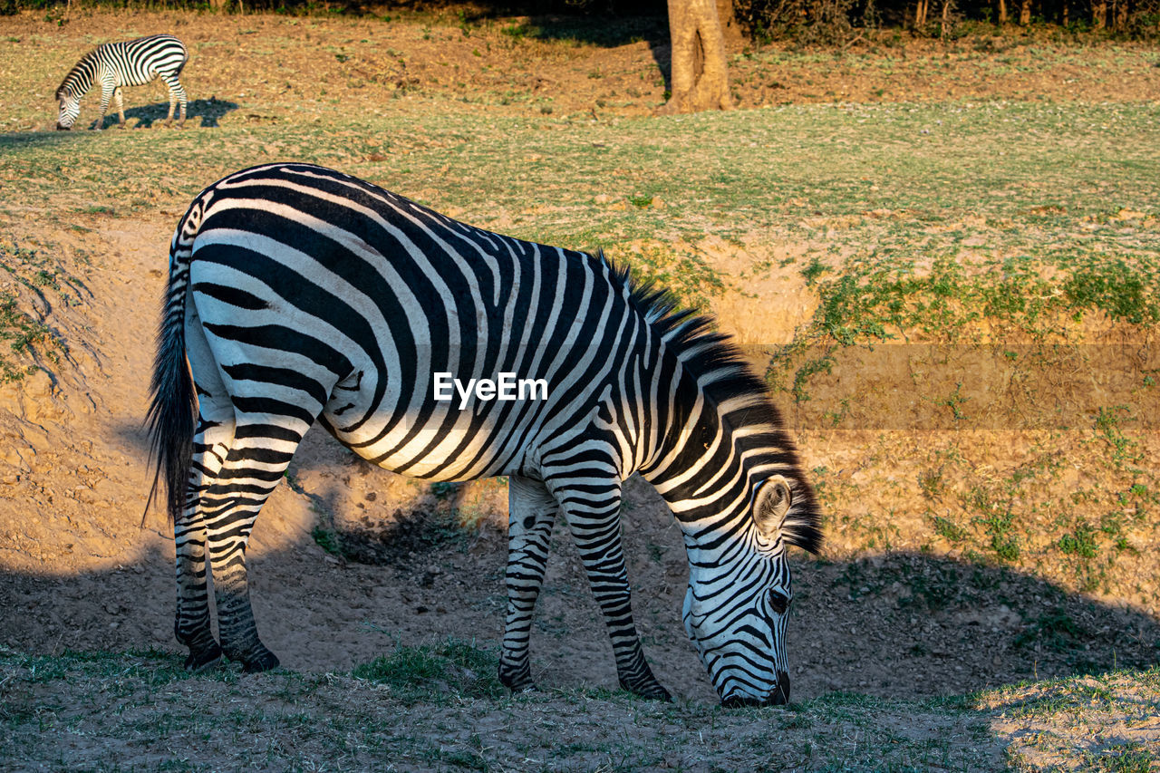 animal, animal themes, striped, zebra, animal wildlife, mammal, wildlife, safari, no people, nature, animal markings, zoo, group of animals, domestic animals, field, herbivorous, plant, land, pattern, day, outdoors, sunlight, standing, beauty in nature, travel destinations, tourism, grass