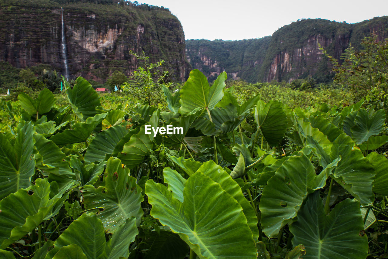 PLANTS GROWING ON FARM