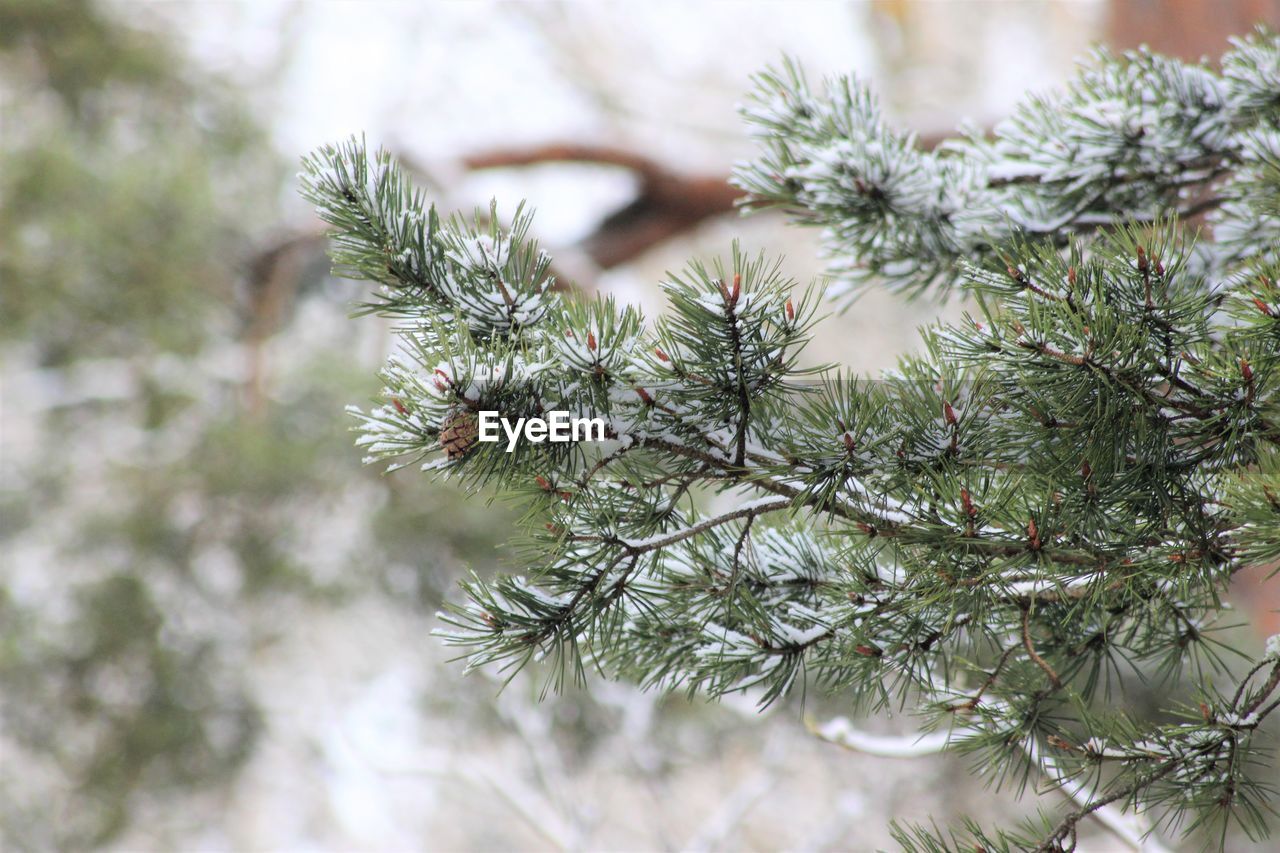 Close-up of pine tree branch