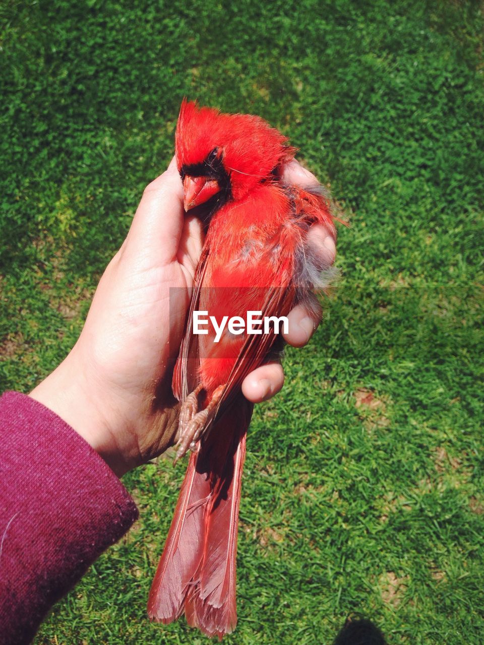 Close-up of man holding dead red bird in park
