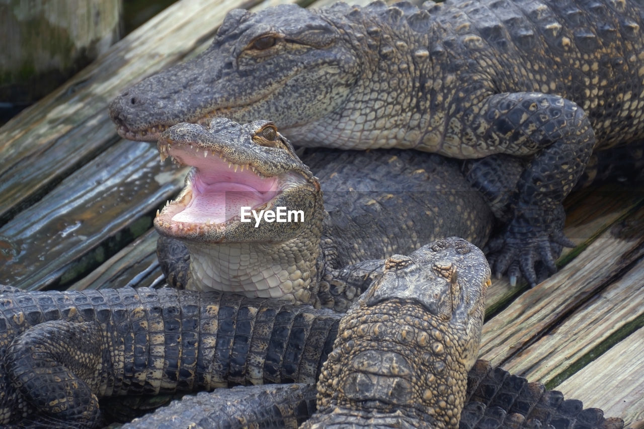 Close-up of alligator in zoo, alligator farm