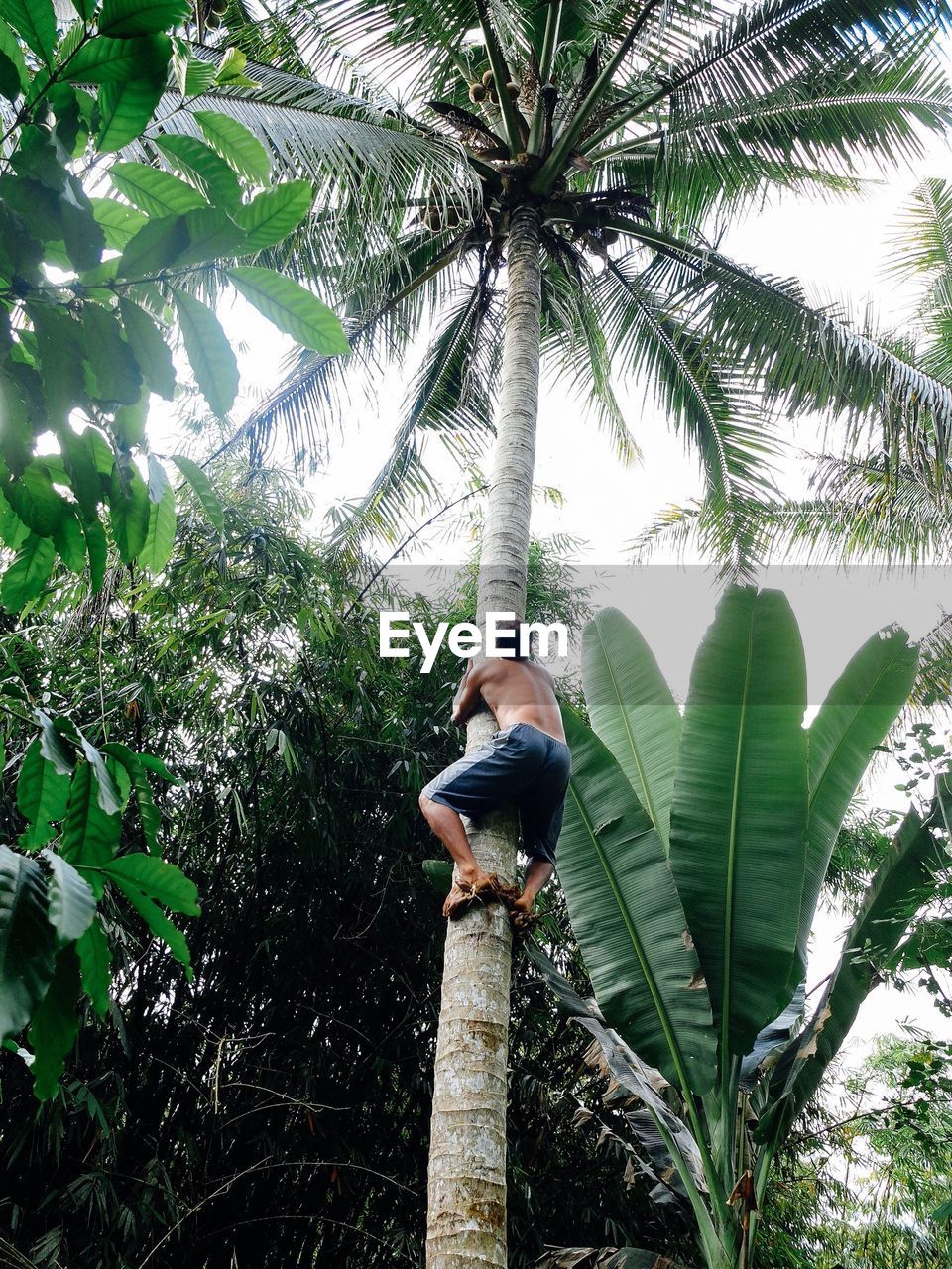 Low angle view of man climbing coconut tree