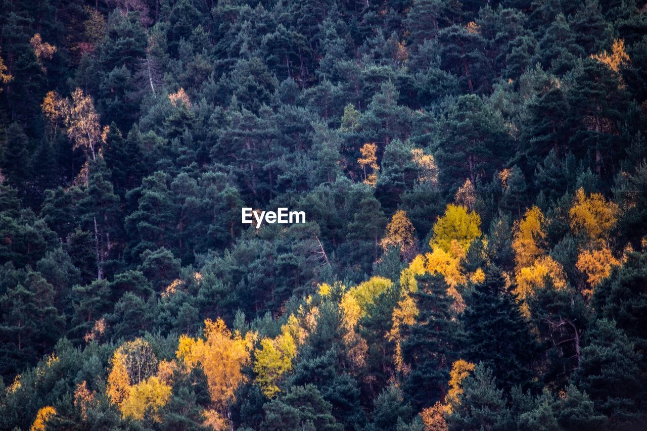 Full frame shot of pine trees in forest during autumn