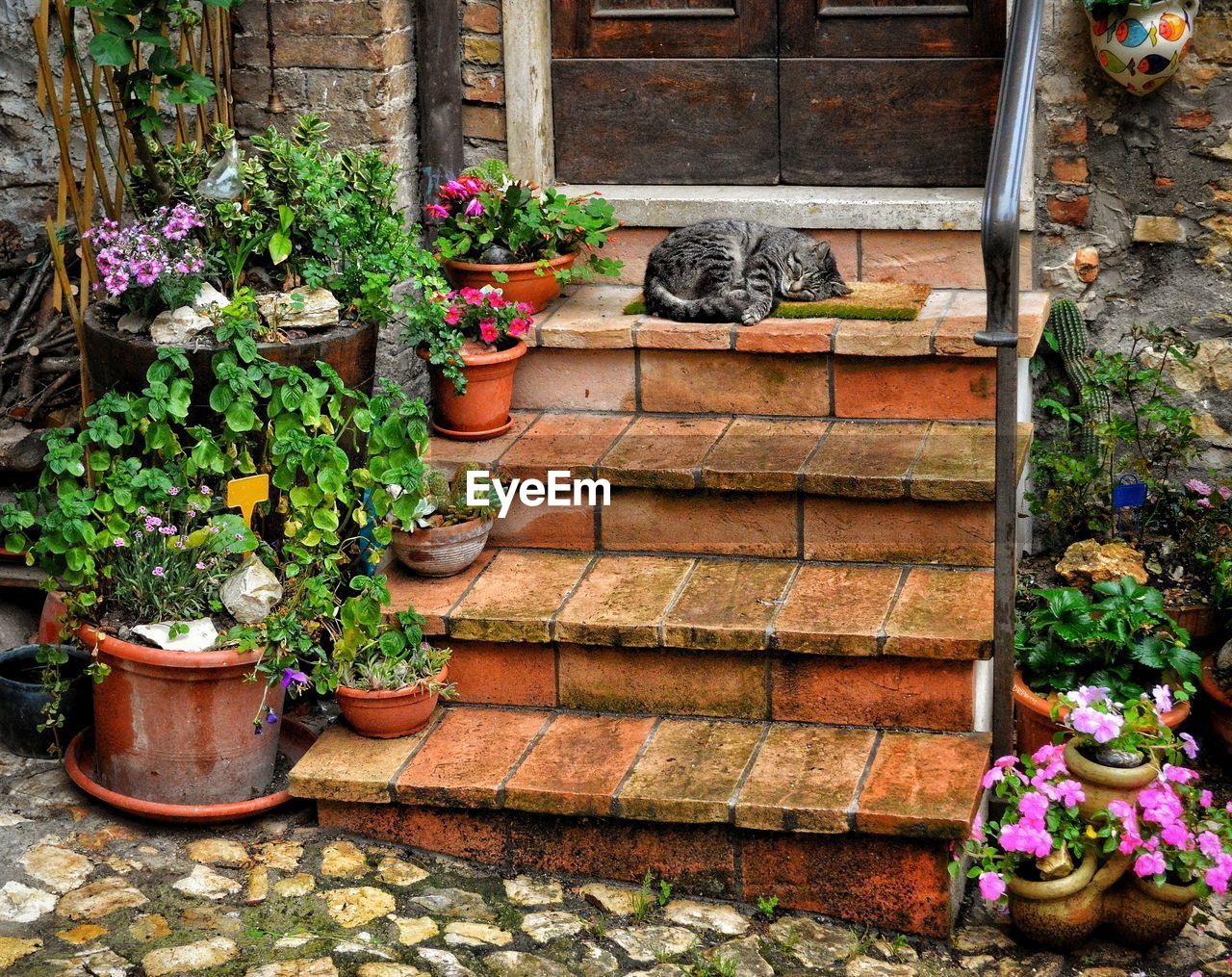 POTTED PLANTS OUTSIDE HOUSE