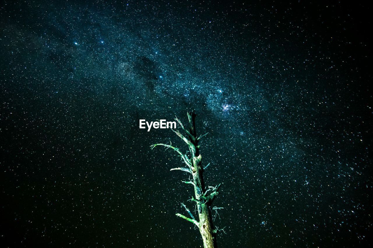 Low angle view of plant against star field at night