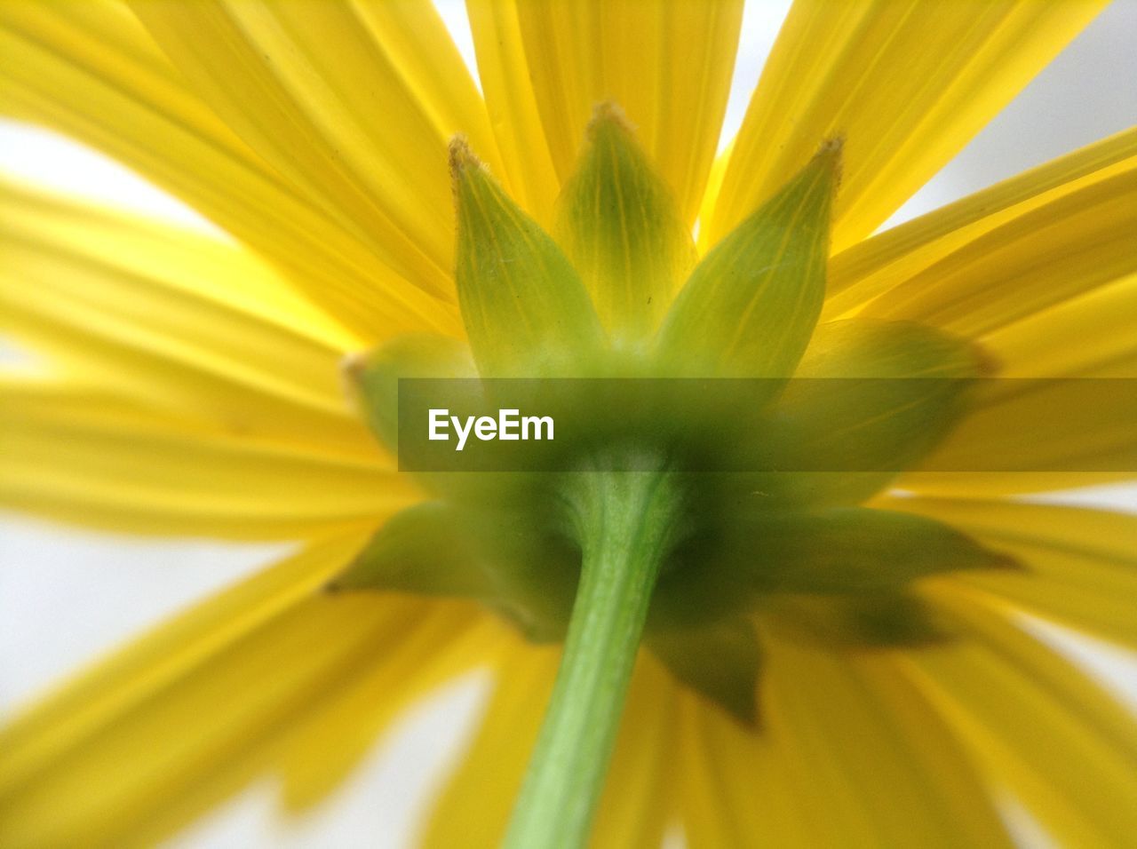 MACRO SHOT OF YELLOW FLOWER